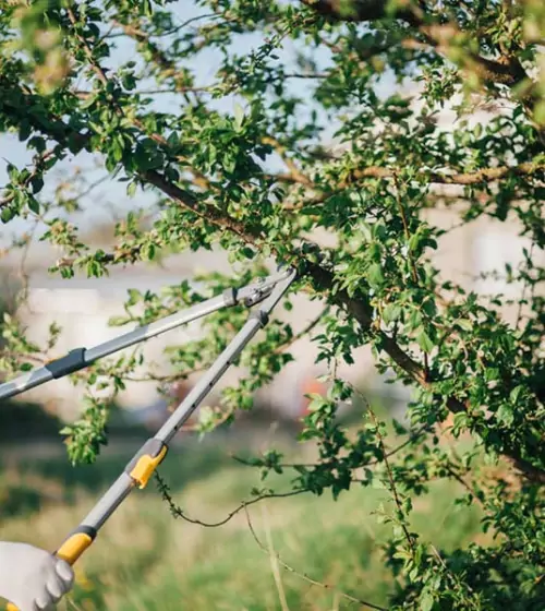 elagage-taille-arbre-fruitier-val-oise-95