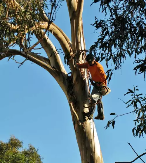 entreprise-elagage-val-oise-95