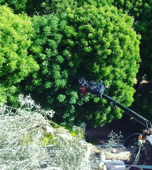 paysagiste-95-plantation-arbre-arbuste