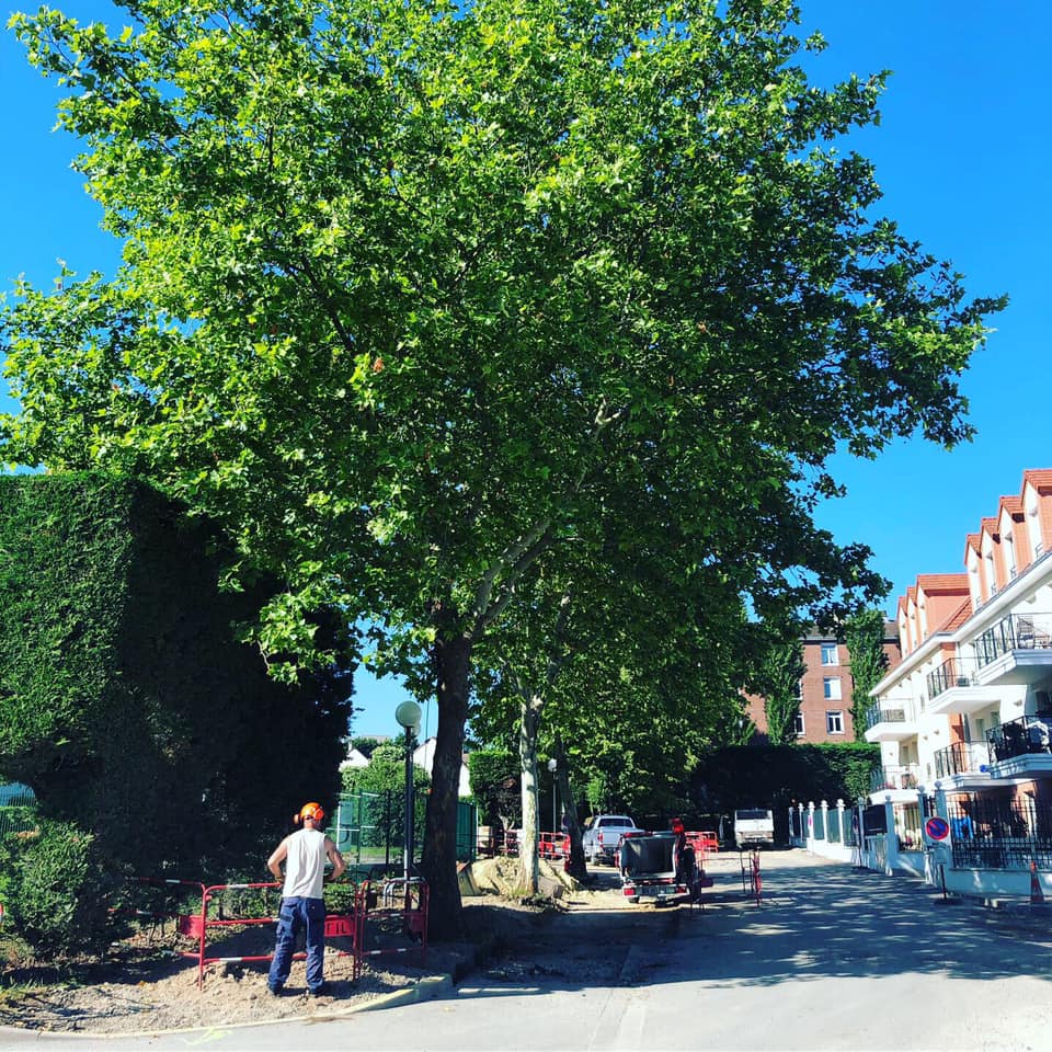 Elageur de la société SD Créa paysage en train d'élaguer et tailler des arbres sur la voie publique dans le 95