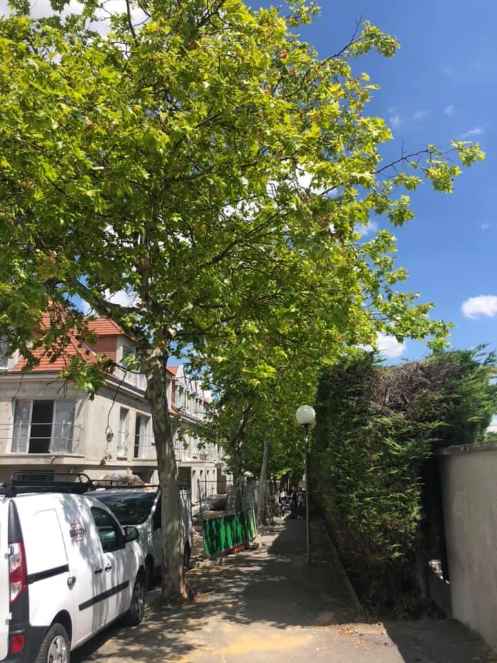 Abattage d'arbres et dessouchage dans la ville de Domont (95) image 2