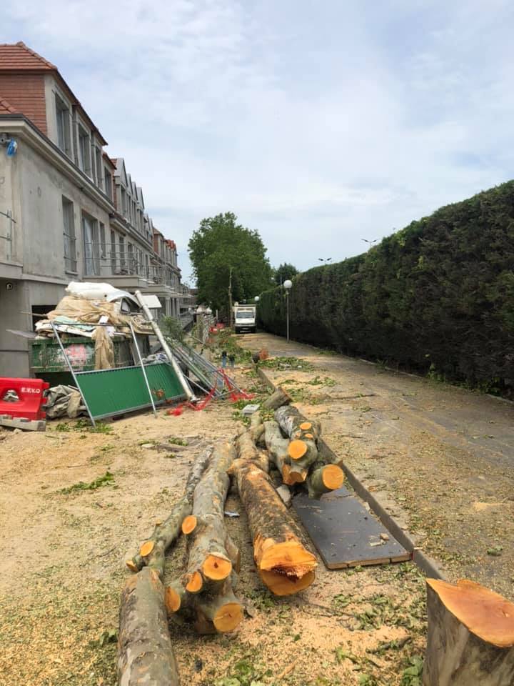 Abattage d'arbres et dessouchage dans la ville de Domont (95) image 3