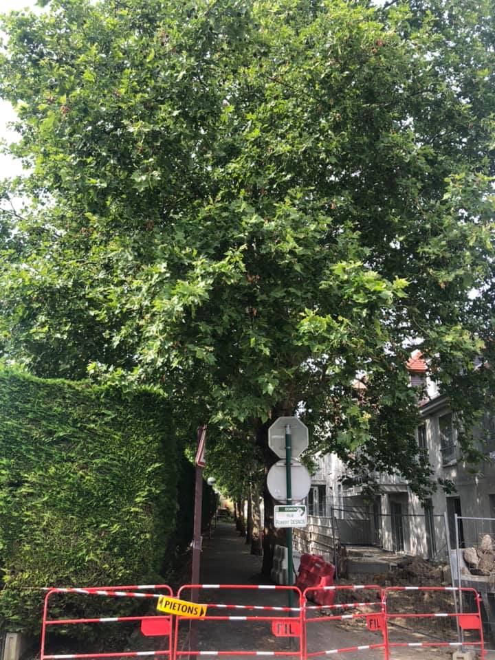 Abattage d'arbres et dessouchage dans la ville de Domont (95) image 4