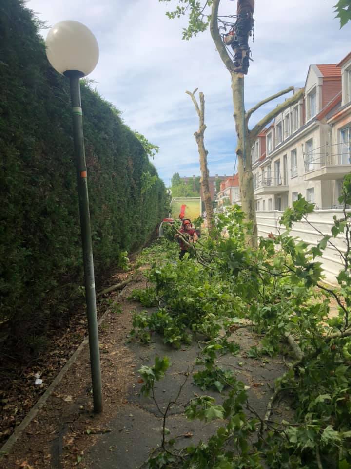 Abattage d'arbres et dessouchage dans la ville de Domont (95) image 5