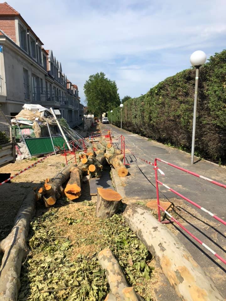 Abattage d'arbres et dessouchage dans la ville de Domont (95) image 6