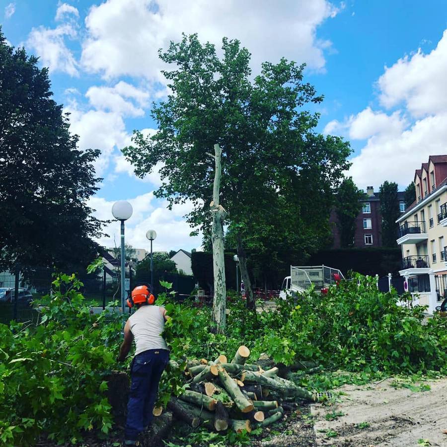 Abattage d'arbres et dessouchage dans la ville de Domont (95) image 9