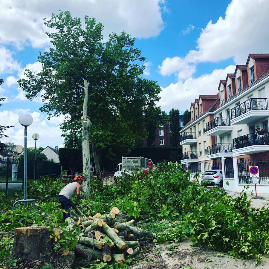 Abattage d'arbres et dessouchage dans la ville de Domont (95) image 10