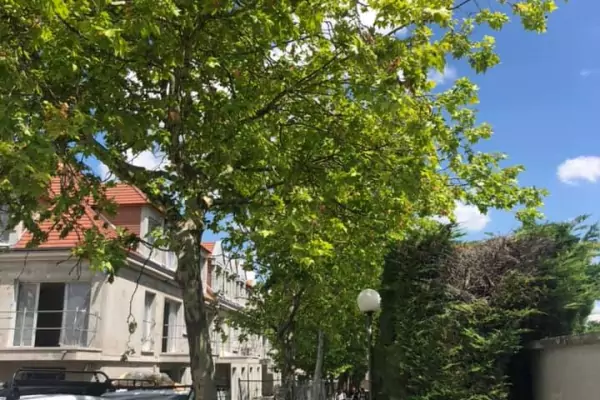 Abattage d'arbres et dessouchage dans la ville de Domont (95) image 2