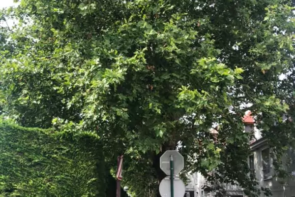 Abattage d'arbres et dessouchage dans la ville de Domont (95) image 4