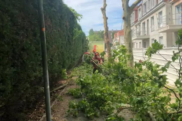 Abattage d'arbres et dessouchage dans la ville de Domont (95) image 5