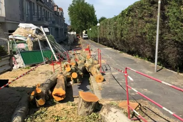 Abattage d'arbres et dessouchage dans la ville de Domont (95) image 6