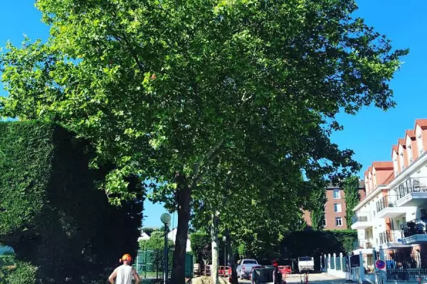 Abattage d'arbres et dessouchage dans la ville de Domont (95) image 8