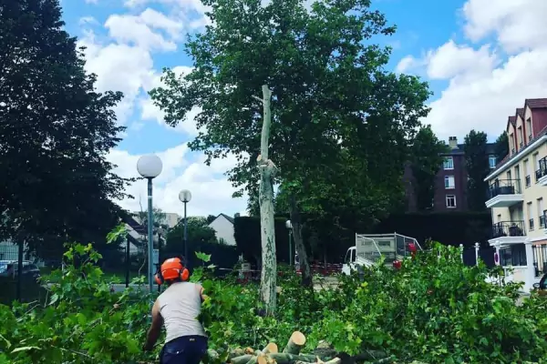 Abattage d'arbres et dessouchage dans la ville de Domont (95) image 9