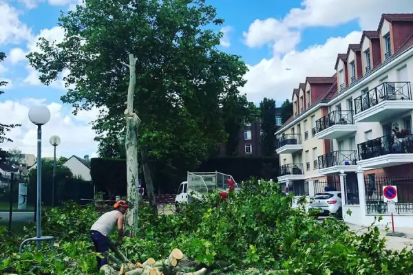 Abattage d'arbres et dessouchage dans la ville de Domont (95) image 10