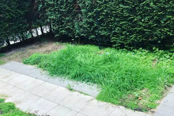 Entretien des espaces verts à Paris 16 75016 image 8